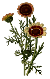 复古鲜花植物装饰图案