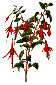 复古鲜花植物装饰图案