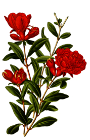 复古鲜花主题装饰图案