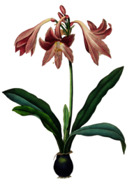 复古鲜花主题装饰图案