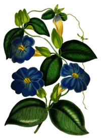 复古鲜花主题装饰图案