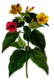 复古鲜花主题装饰图案