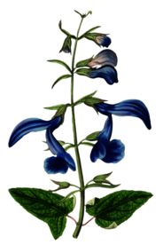 复古鲜花主题装饰图案