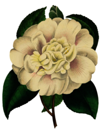 复古鲜花主题装饰图案