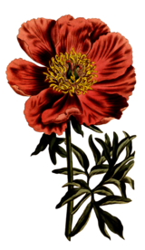 复古鲜花主题装饰图案