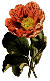 复古鲜花主题装饰图案