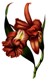 复古鲜花主题装饰图案