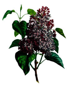 复古鲜花主题装饰图案