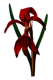 复古鲜花主题装饰图案