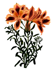 复古鲜花主题装饰图案