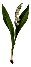 复古鲜花主题装饰图案