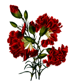 复古鲜花主题装饰图案