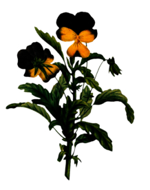 复古鲜花主题装饰图案