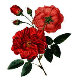 复古鲜花主题装饰图案