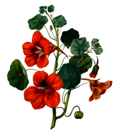 复古鲜花主题装饰图案