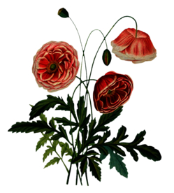 复古鲜花主题装饰图案