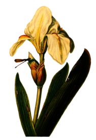 复古鲜花主题装饰图案