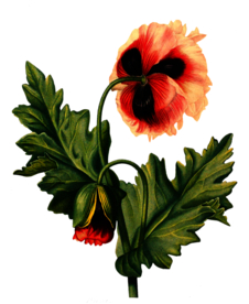 复古鲜花主题装饰图案