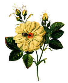 复古鲜花主题装饰图案