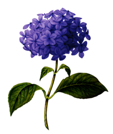 复古鲜花主题装饰图案