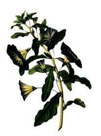 复古鲜花主题装饰图案