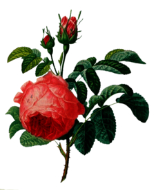 复古鲜花主题装饰图案