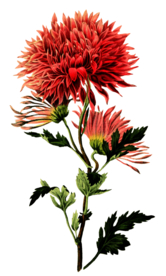 复古鲜花主题装饰图案