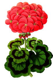 复古鲜花主题装饰图案