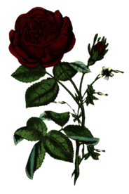 复古鲜花主题装饰图案