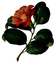 复古鲜花主题装饰图案