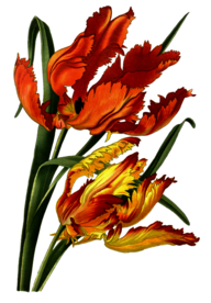 复古鲜花主题装饰图案