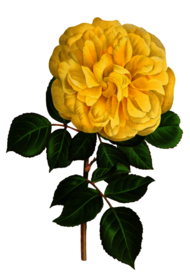 复古鲜花主题装饰图案