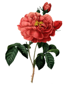 复古鲜花主题装饰图案