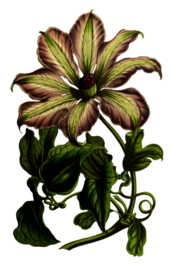 复古鲜花主题装饰图案