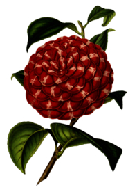 复古鲜花主题装饰图案