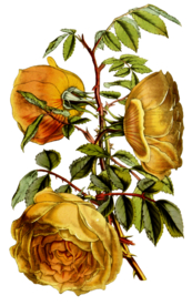 复古鲜花主题装饰图案