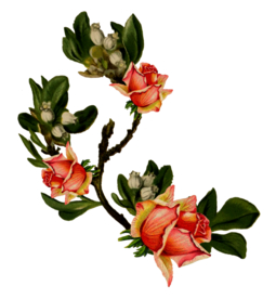 复古鲜花主题装饰图案