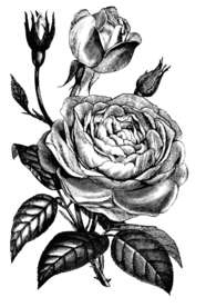 素描绘画植物花朵