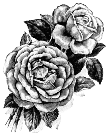 素描绘画植物花朵