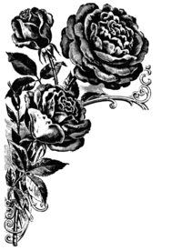 素描绘画植物花朵