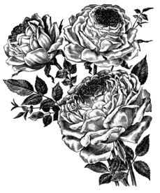 素描绘画植物花朵