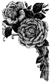 素描绘画植物花朵