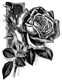 素描绘画植物花朵