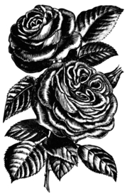 素描绘画植物花朵