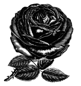 素描绘画植物花朵