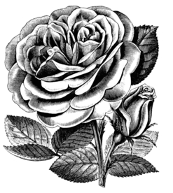 素描绘画植物花朵