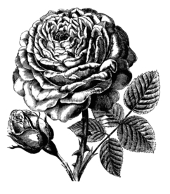 素描绘画植物花朵