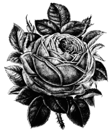 素描绘画植物花朵