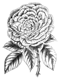 素描绘画植物花朵