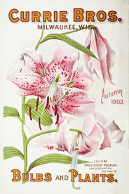 复古鲜花主题装饰图案